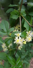 Clematis dioica