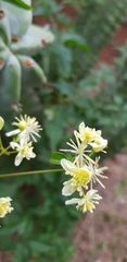 Clematis dioica