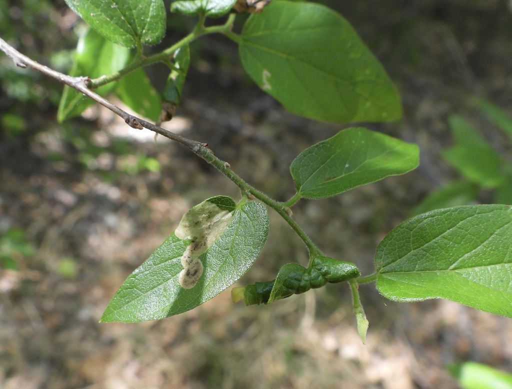 Agromyza torta