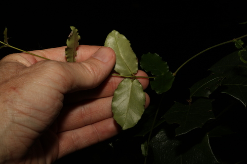 Image of Parsonsia lilacina by (c) Greg Tasney, some rights reserved (CC BY-SA)