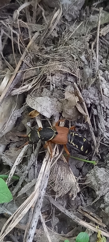 drobčík cisársky (Staphylinus caesareus)