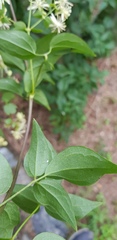 Clematis dioica