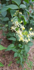 Clematis dioica