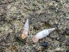 Papillifera papillaris