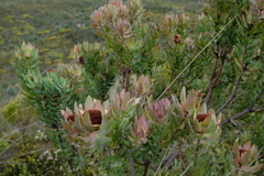 Leucadendron daphnoides