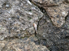 Papillifera papillaris