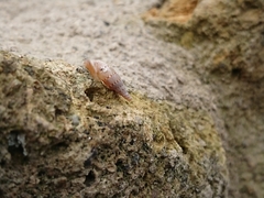 Papillifera papillaris