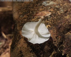 Filoboletus