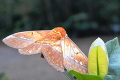 Procitheronia principalis