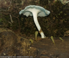 Filoboletus