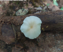 Filoboletus