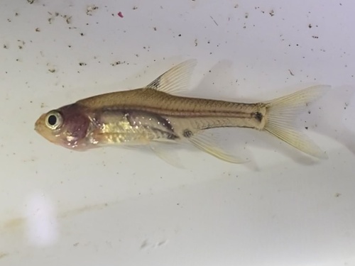 Sickle barb (Enteromius haasianus) — Cyprinidae