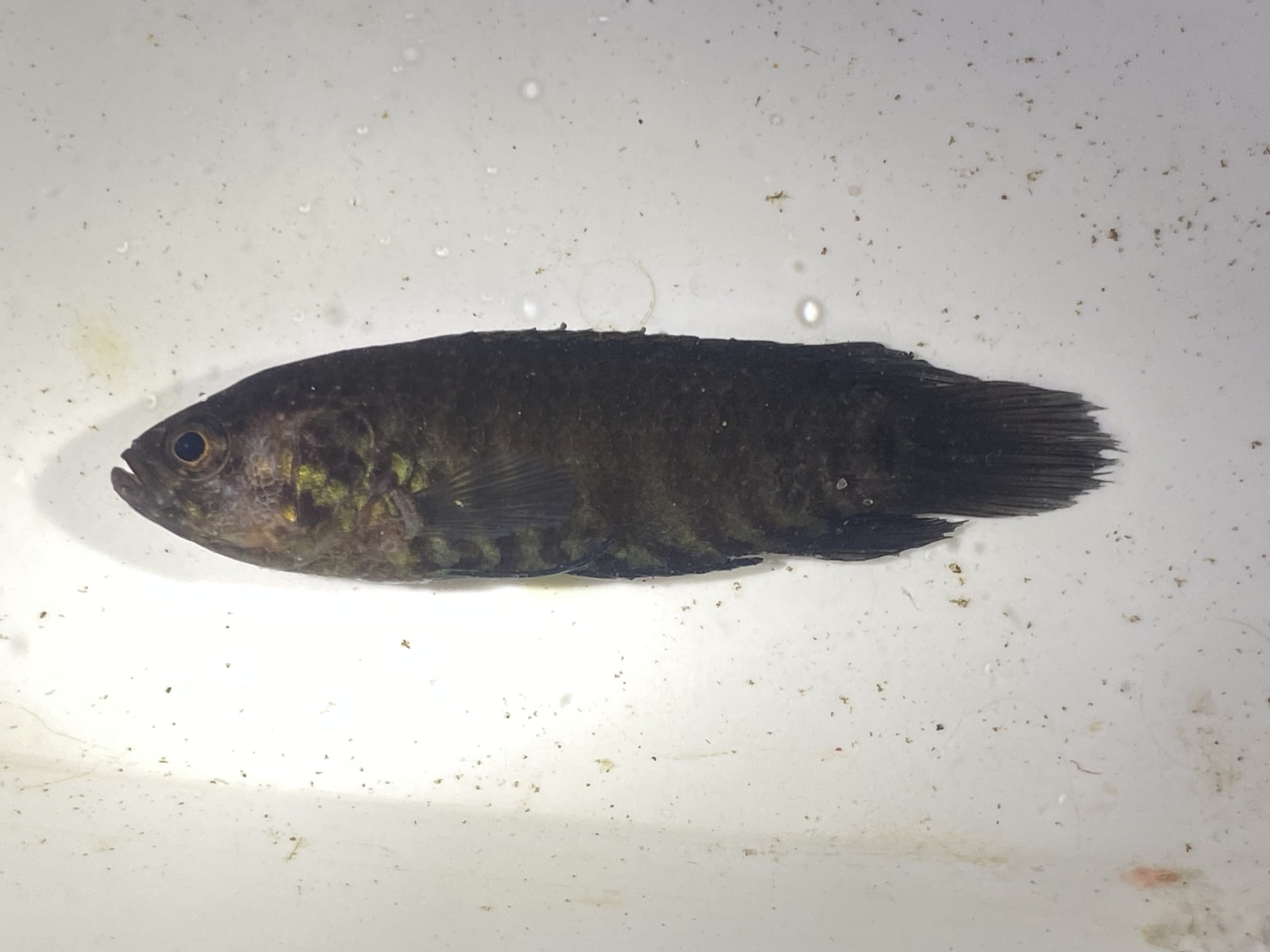 Blackspot Climbing Perch photo 3
