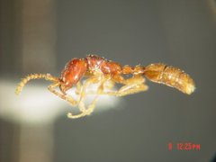 Leptanilloides legionaria