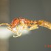 Leptanilloides legionaria - Photo 由 Gordon C. Snelling 所上傳的 (c) Gordon C. Snelling，保留部份權利CC BY