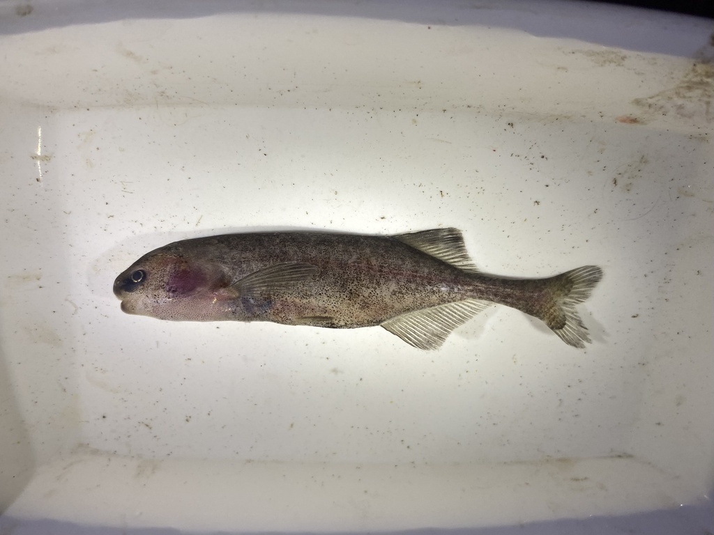 Jackson's elephantfish (Paramormyrops jacksoni) — Mormyridae