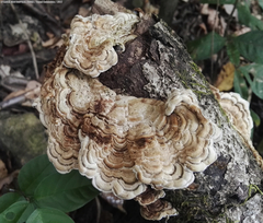 Auricularia brasiliana