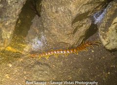 Scolopendra alternans