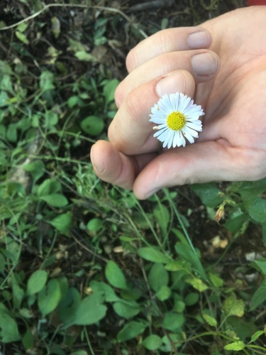 border fleabane (Erigeron vicinus)