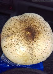 Macrolepiota colombiana