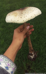 Macrolepiota colombiana
