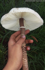 Macrolepiota colombiana