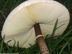 Macrolepiota colombiana