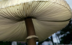 Macrolepiota colombiana