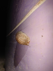 Limax conemenosi