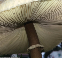 Macrolepiota colombiana