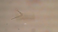 Fragilaria