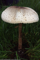 Macrolepiota colombiana
