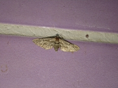 Eupithecia phoeniceata