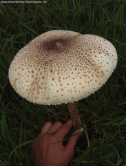 Macrolepiota colombiana