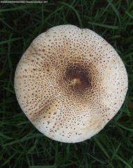 Macrolepiota colombiana