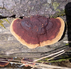 Earliella