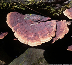 Earliella