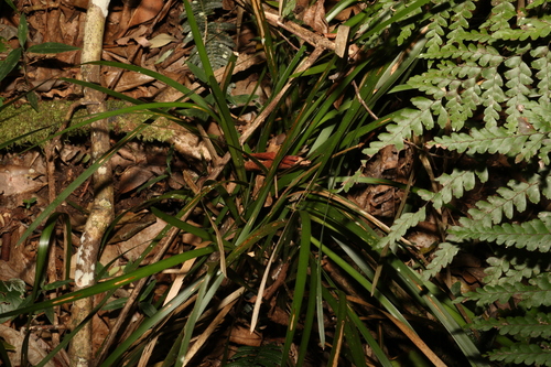 Image of Lomandra spicata by (c) Greg Tasney, some rights reserved (CC BY-SA)
