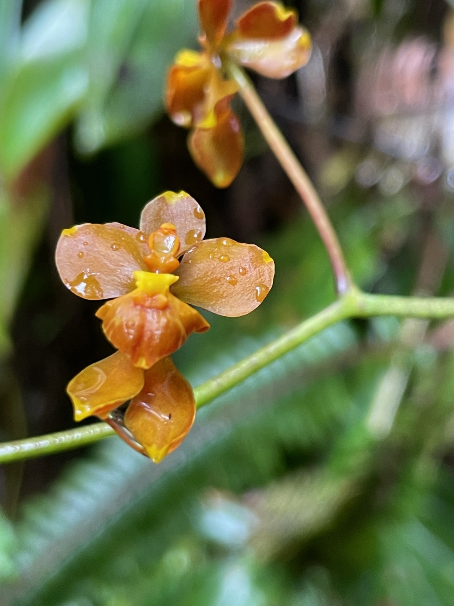 Cyrtochilum flexuosum Kunth 3