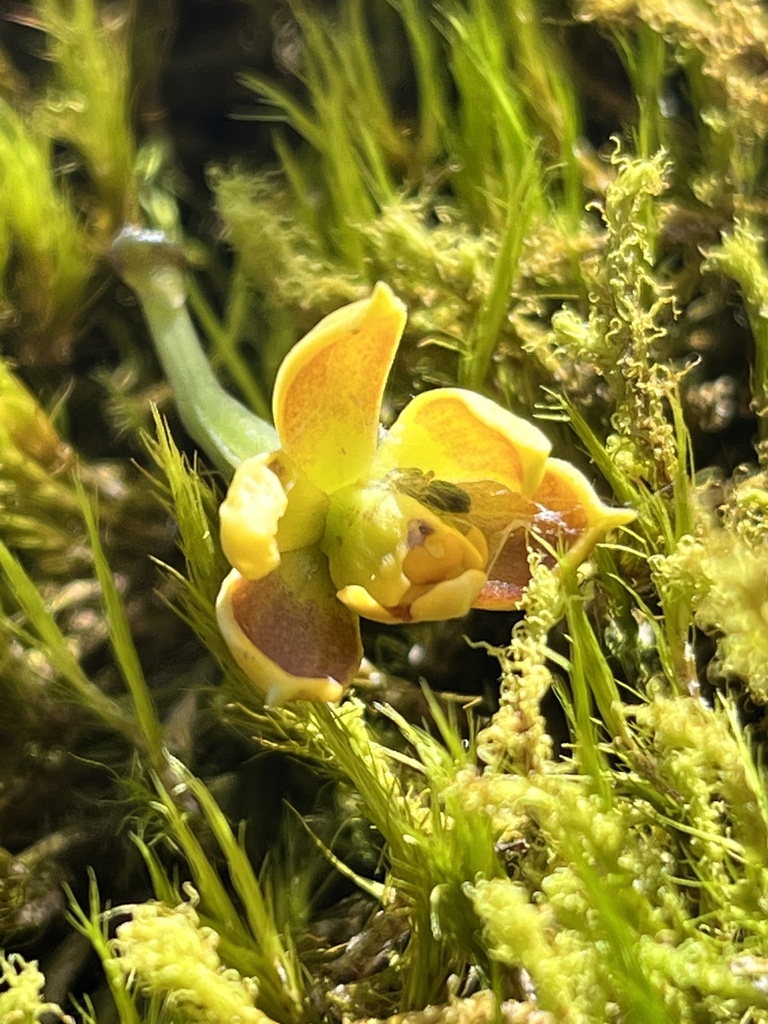 Prosthechea brachychila