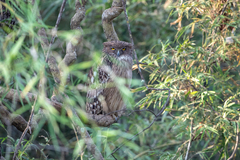 Ketupa zeylonensis