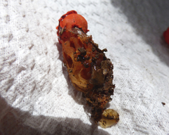 Calostoma cinnabarinum