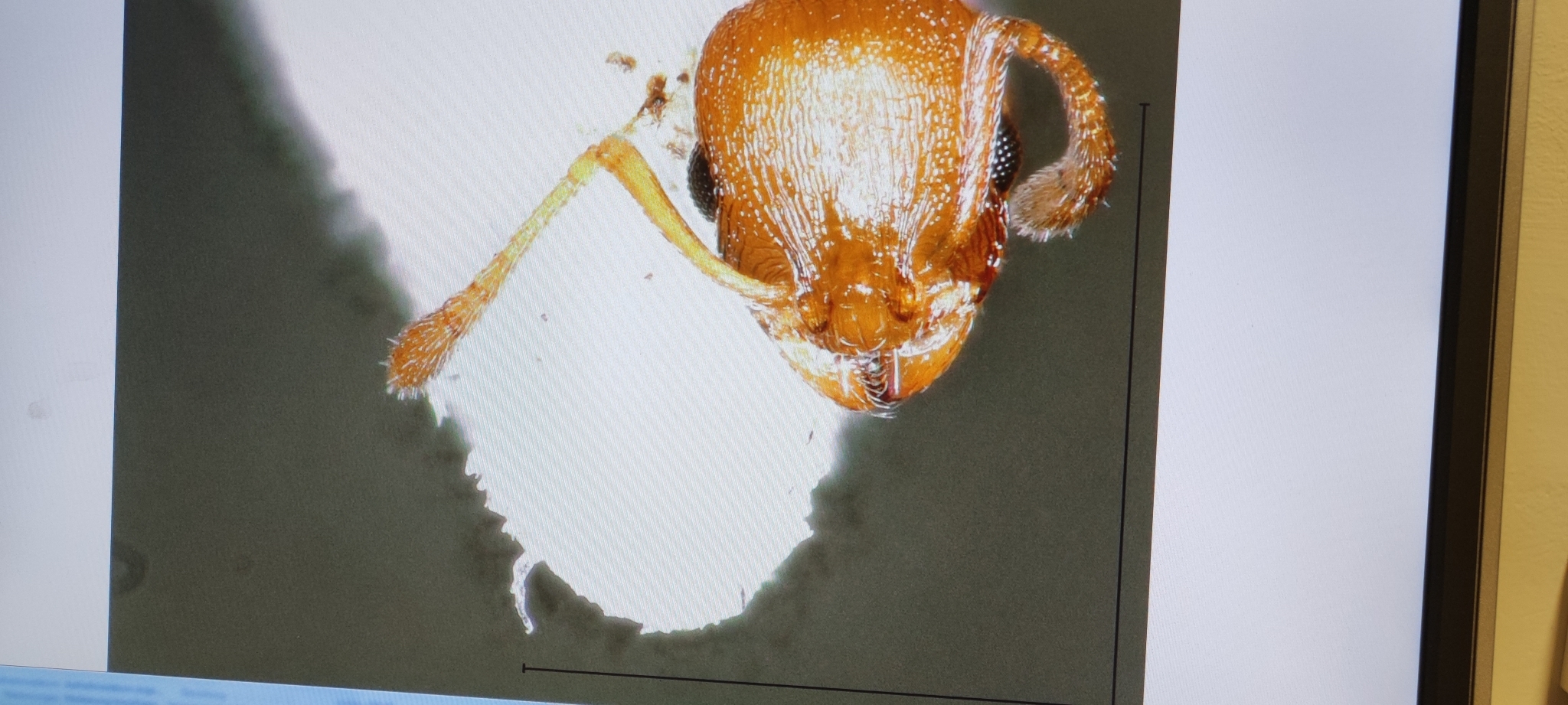 Temnothorax turcicus