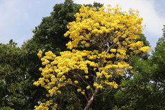 Handroanthus guayacan image