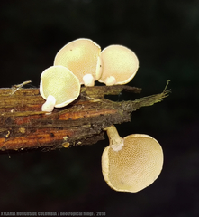 Panellus pusillus