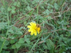 Dasypoda