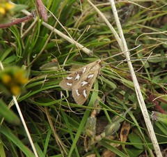 Diastictis