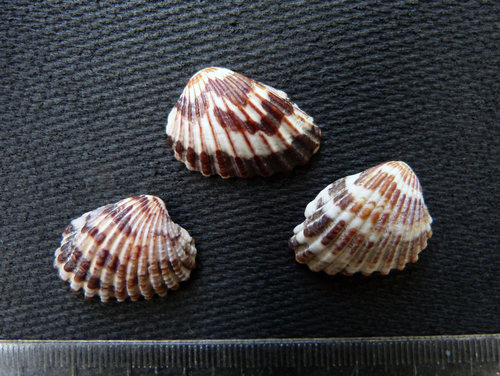 Cardites tricolor