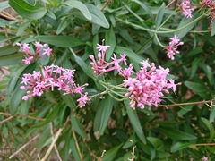 Centranthus