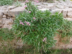 Centranthus